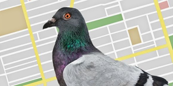 Google Cập Nhật Thuật Toán “Pigeon – Chim Bồ Câu”